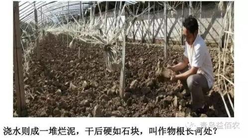 泥土团在线视频,探索自然之美，感受生命力量