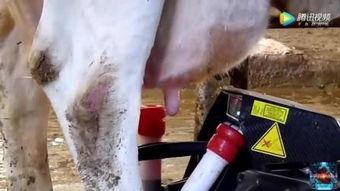 日本乳汁挤奶在线视频,传统技艺与现代视角的碰撞