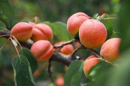 红杏灯草在线视频,揭秘古代宫廷秘闻的视听盛宴