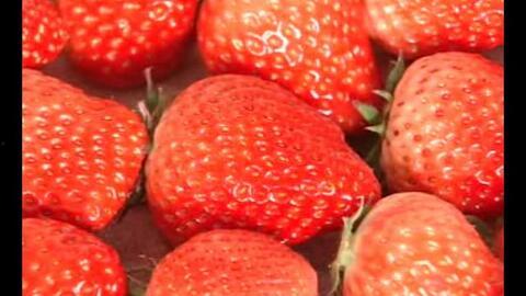 草莓羞羞在线视频,揭秘网络短视频的诱惑与风险